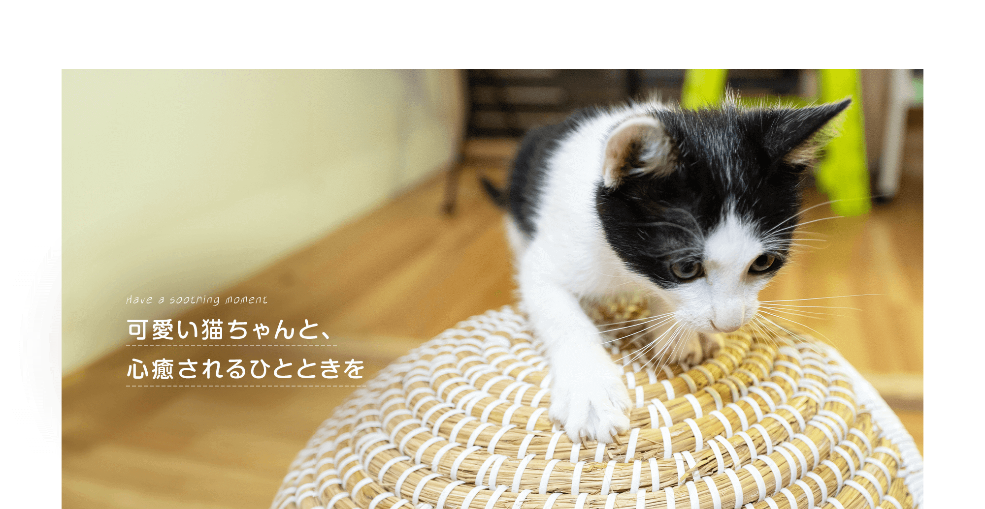 可愛い猫ちゃんと、心癒されるひとときを